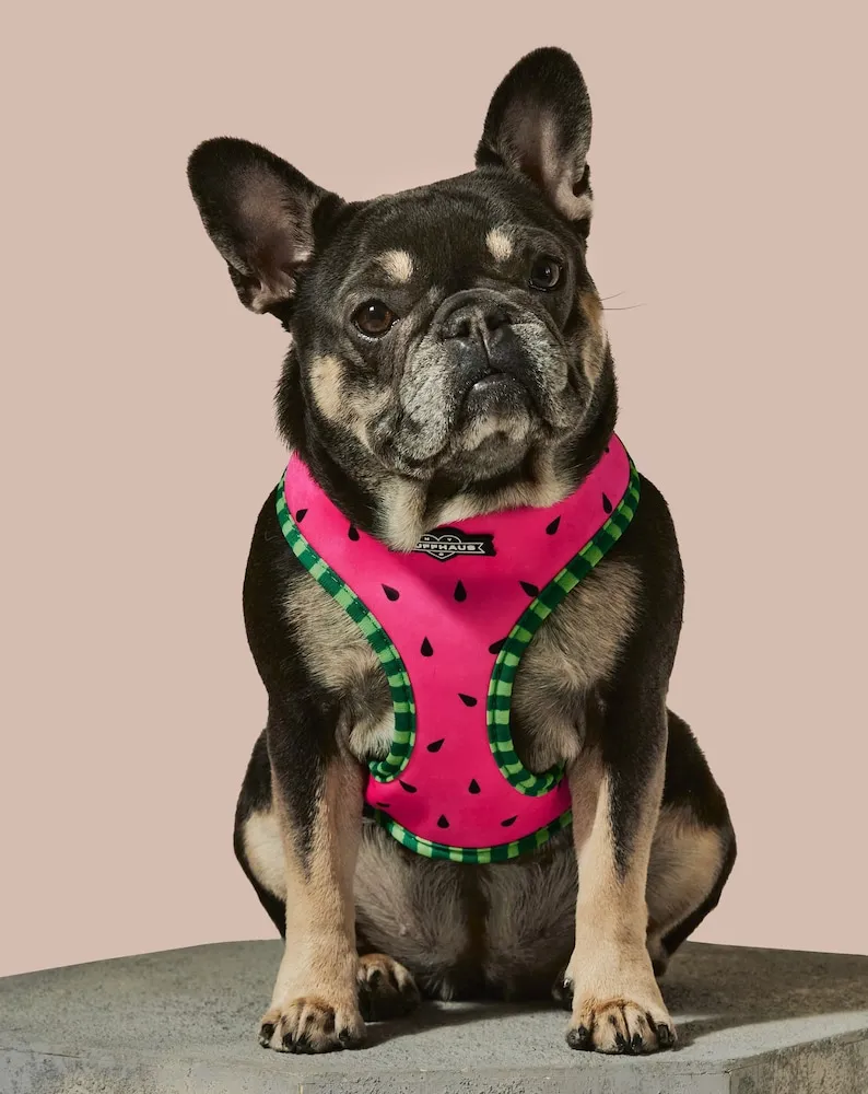Watermelon Reversible Dog Harness - Image 2